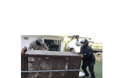 FGR investiga cautiverio de especímenes exóticos en residencia de Culiacán, Sinaloa