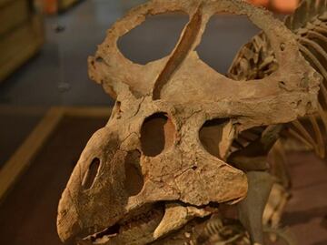 Los cuernos en dinosaurios evolucionaron para buscar pareja