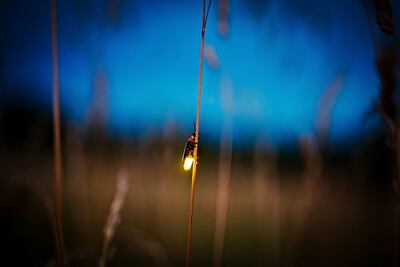 Pueblo Mágico abre nuevo santuario de luciérnagas