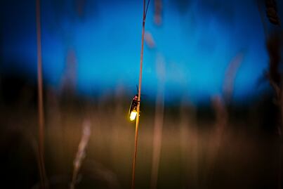 Pueblo Mágico abre nuevo santuario de luciérnagas