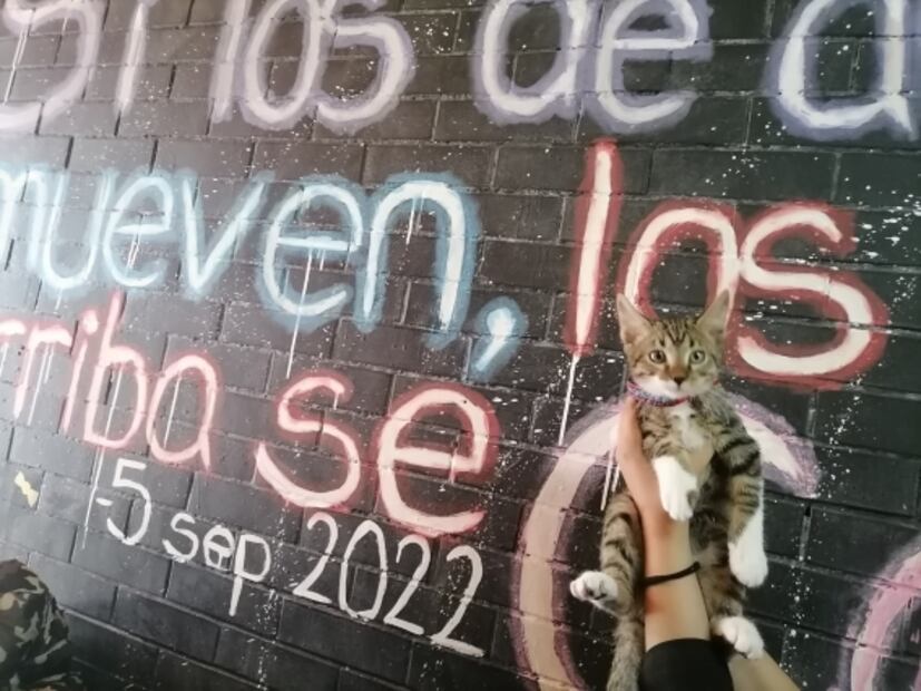 Torturan hasta la muerte a gatito de CCH Vallejo; estudiantes de la UNAM exigen justicia 