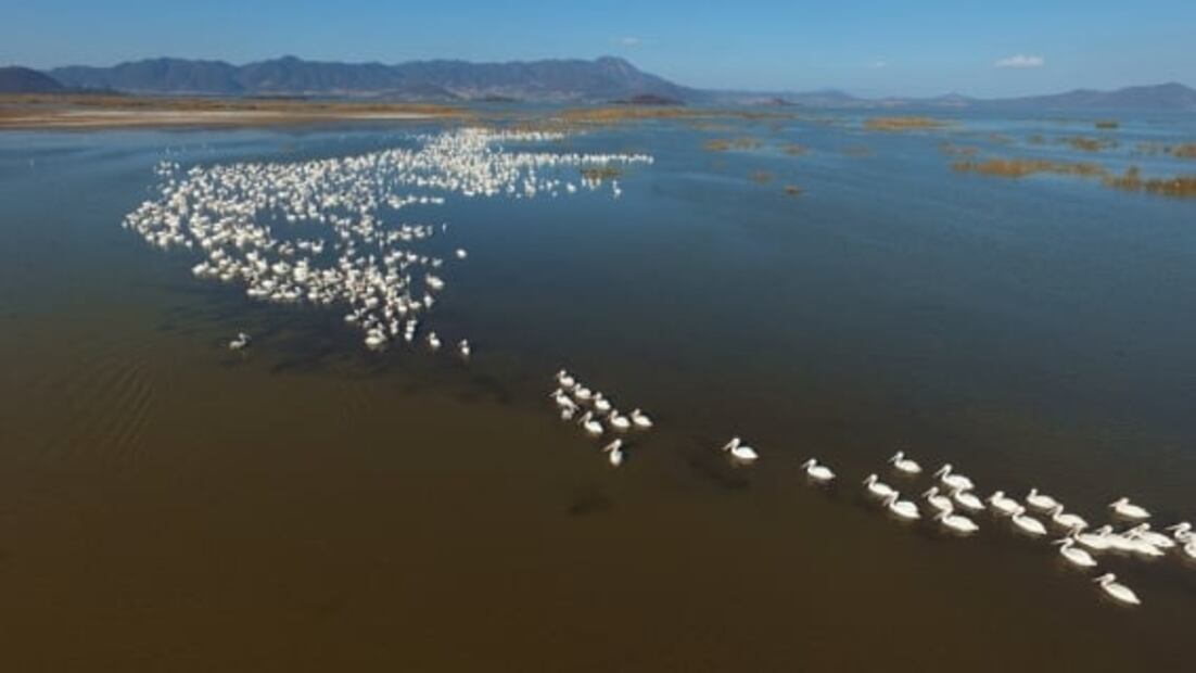 Pelícanos borregones: espectáculo de la naturaleza en Michoacán