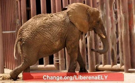 Más de 200 mil personas exigen que trasladen a la elefanta Ely a un santuario; ONG alerta que sufre