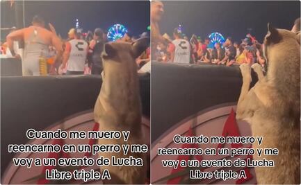 Perrito causa furor por ser fan de las peleas de Lucha Libre Triple AAA