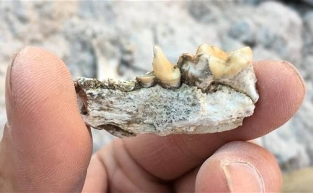 FOTO: Jack Tseng/Universidad de Buffalo.