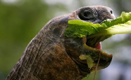 Identifican nueva especie de tortuga gigante en islas Galápagos