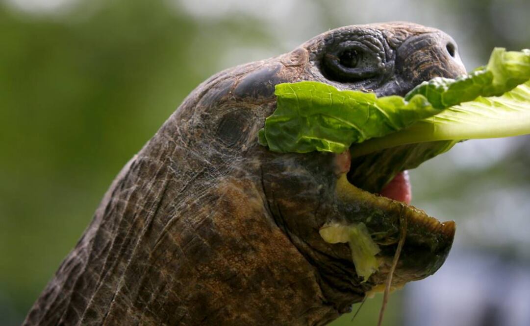 Vive en un área de 40 kilómetros cuadrados en la isla Santa Cruz. Foto: Archivo