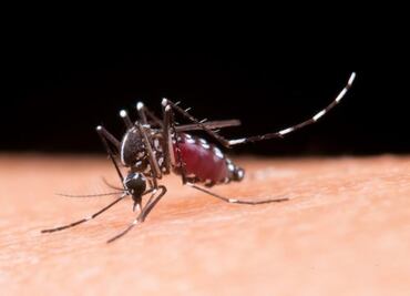 Alerta en Yucatán por dengue; Secretaría de Salud del estado registra un fallecimiento y 73 contagios