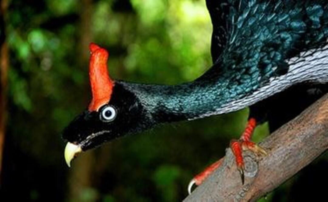 Foto: Especial / El apareamiento fue captado por guardabosques de la Conanp en la Reserva de la Biósfera El Triunfo