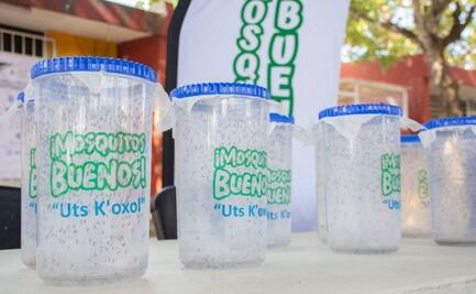 Investigadores de Yucatán y EEUU analizan efectividad de fumigación contra el mosco transmisor de dengue 