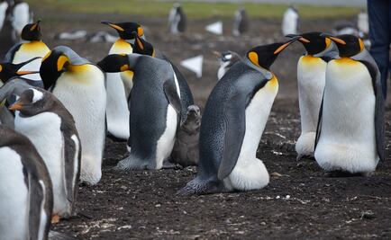 Denuncian matanza de cientos de crías y nidos de pingüinos en Argentina