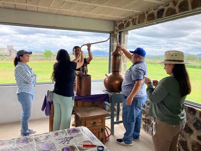 Foto: Lavyn granja de lavanda