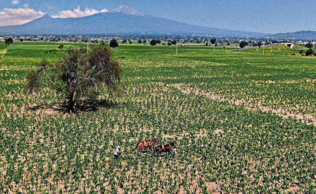 La prohibición al cultivo de maíz transgénico en México permitirá resguardar las variedades nativas y mantendría un equilibrio ecológico, expuso el Grupo Consultor de Mercados Agrícolas. (24/01/2025) Foto: Archivo | El Universal