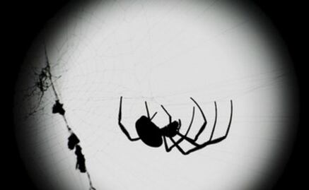 ¿Sabías que las arañas escuchan a través de sus patas?