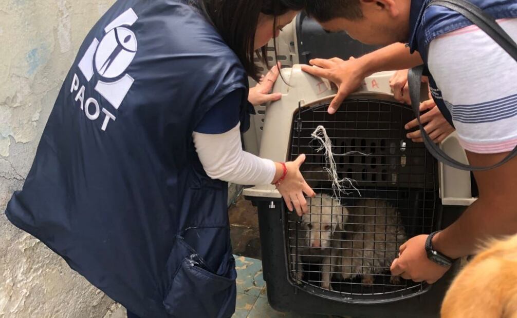 Elementos de la PAOT se llevan a los perritos (29/05/2025). Foto: Especial