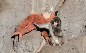 “Punch”: Zoológico de Ichikawa registra "varias filas de gente" tras historia viral del mono bebé; así se integra a la manada