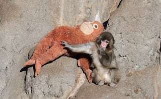 “Punch”: Zoológico de Ichikawa registra "varias filas de gente" tras historia viral del mono bebé; así se integra a la manada