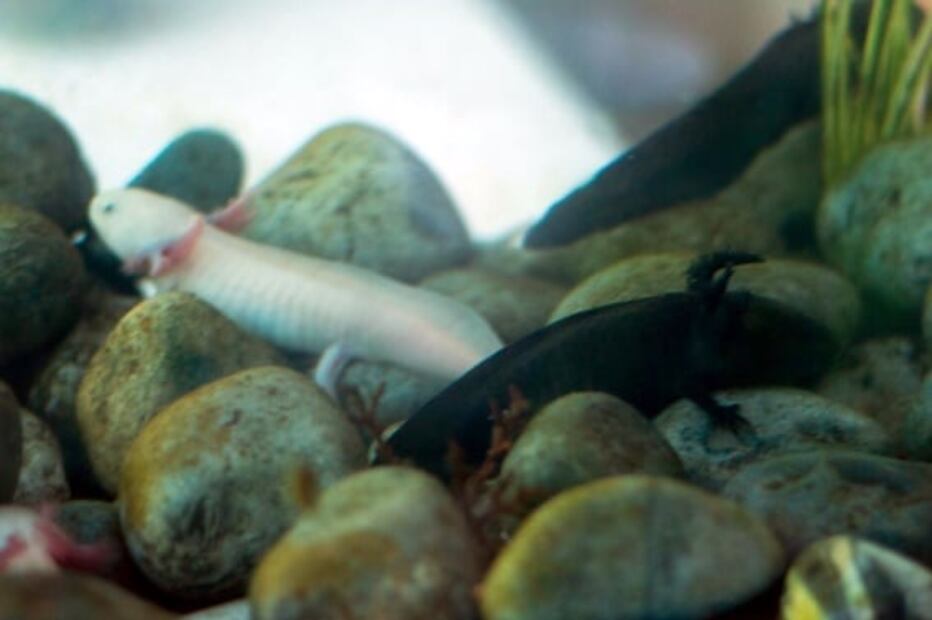 Planean abrir el primer museo del ajolote en la CDMX