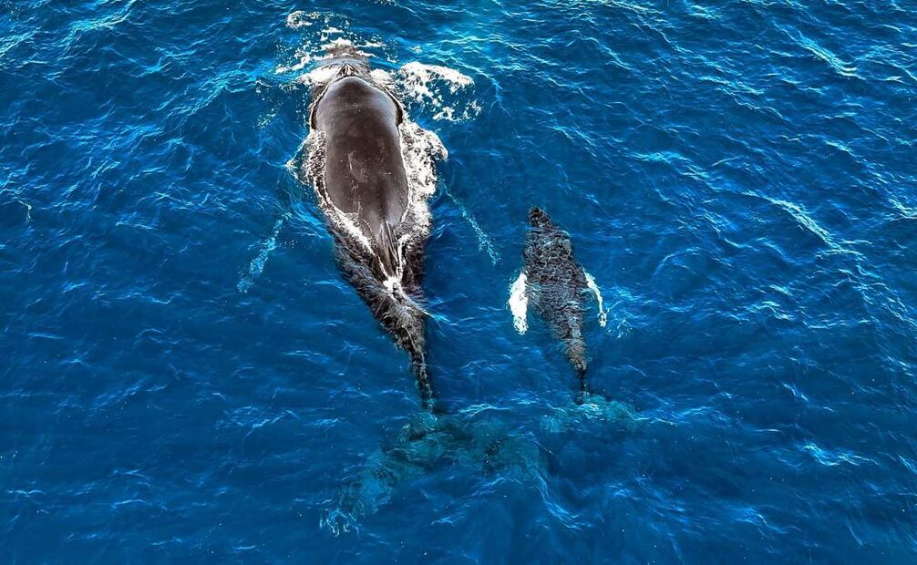 La temporada no solo ofrece un espectáculo natural único, sino también una oportunidad para fomentar prácticas responsables y sostenibles que apoyen la conservación de esta especie en riesgo. (11/01/25) Fotos: Gobierno de El Salvador y MARN