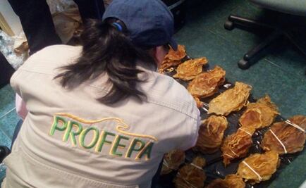 Hombre de origen chino intentaba viajar de CDMX a Shangai con buches de totoaba