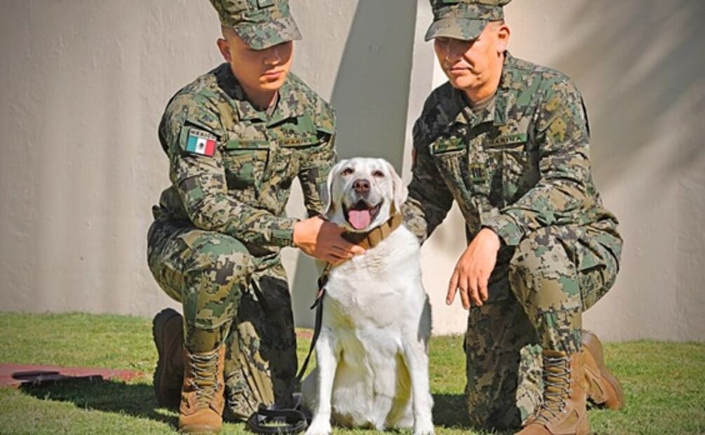 Estas son las mejores razas de perros rescatistas