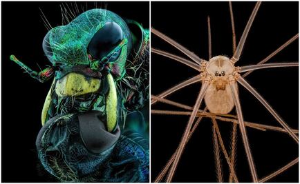 Impresionantes fotografías captan la belleza de "mundos pequeños" 