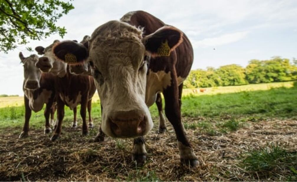 La pandemia orilló a estos músicos a ofrecer conciertos a vacas