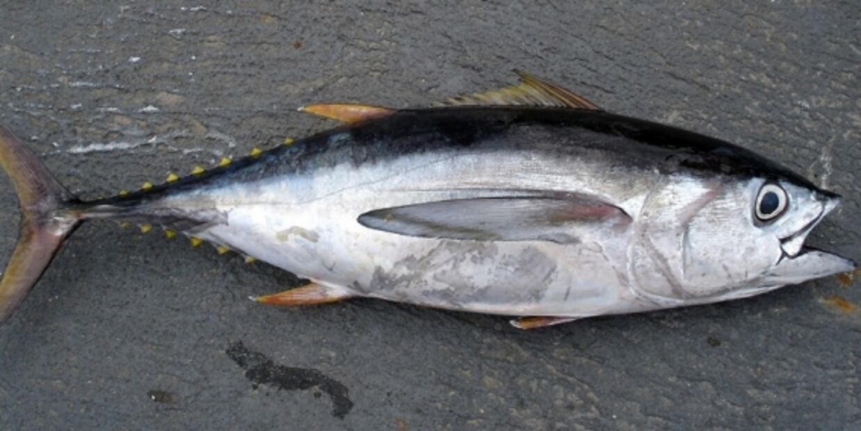 Tipos de pescado y sus beneficios
