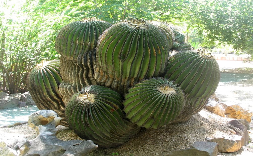 Biznaga dulce, cactácea de donde se obtiene el acitrón. Foto: Wikimedia Commons.