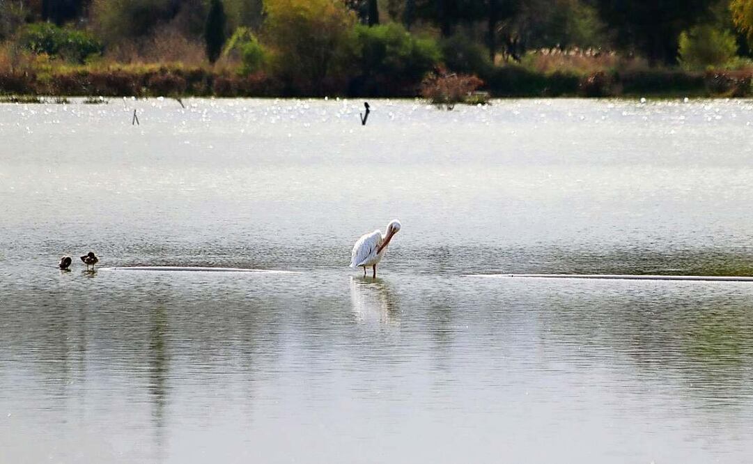 La contaminación del agua en el parque de los Lirios ha provocado que los pelícanos busquen otras opciones de estadía. Foto: Especial