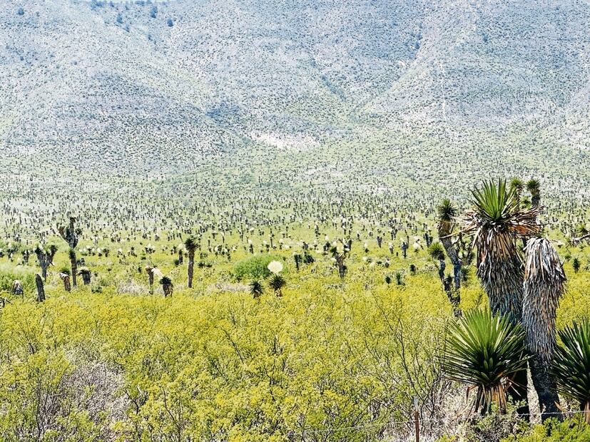 El ANP del semidesierto zacatecano es de 223 mil 796 hectáreas, ubicadas en los municipios de Mazapil, Concepción del Oro y El Salvador, publicó la Secretaría de Gobernación en un decreto Foto: Especial