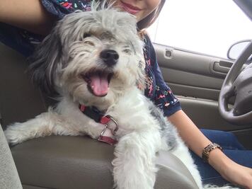 "Quiero 3 mil pesos por dejar libre a tu perrita"