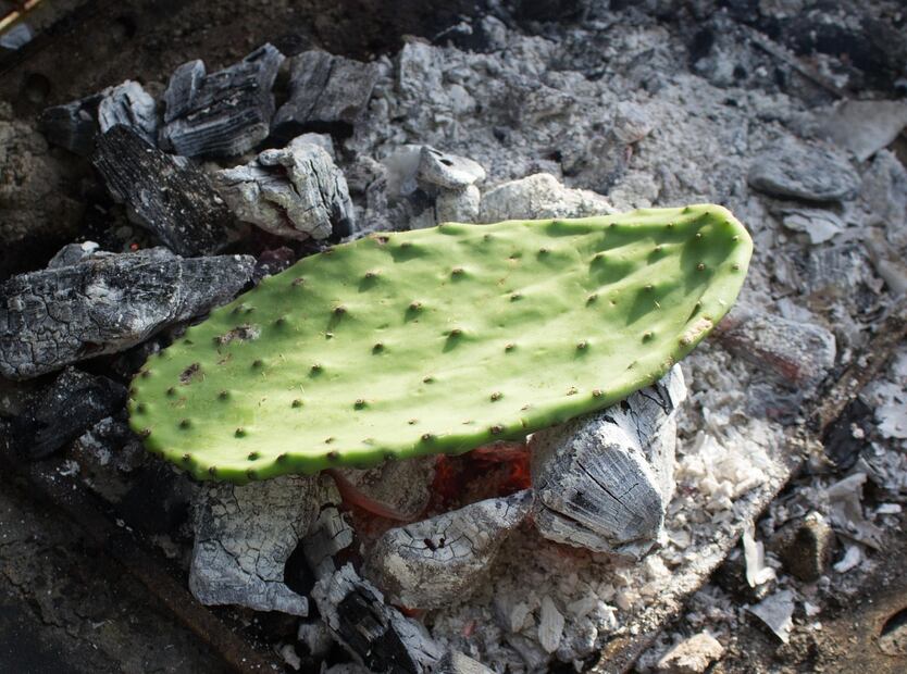 La fibra de los nopales ayuda a mantener estables los niveles de glucosa en sangre. Foto: Freepik
