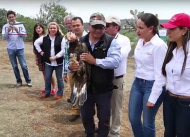 Liberan a águila rehabilitada en San Luis Potosí