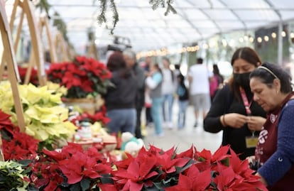Listo el Festival de Flores de Nochebuena en Paseo de la Reforma; la más cara cuesta 220 pesos 