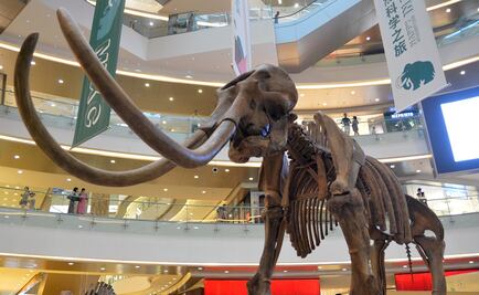 ¿Por qué la mayoría de fósiles de mamuts son de machos?