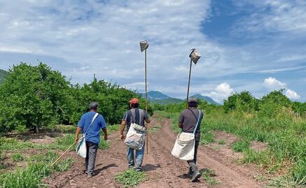 “La situación está para llorar porque no hay corte de limón”