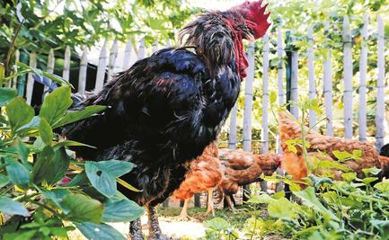 Gallo de pelea mata a policía durante redada antiCovid en Filipinas