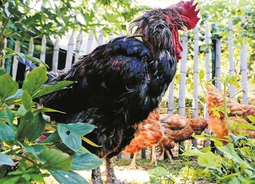 Gallo de pelea mata a policía durante redada antiCovid en Filipinas