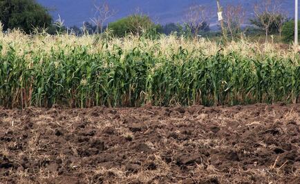 Pagan 25 mdp a productores de Morelos por daños en cultivos