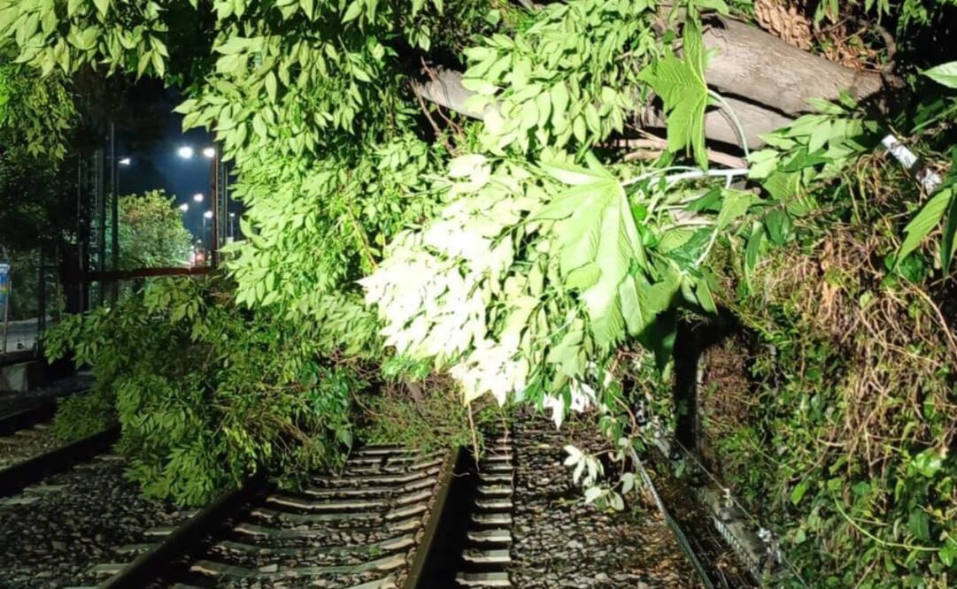 Tren Ligero opera con servicio provisional; caída de árbol afecta tramo hacia Xochimilco. Foto: Especial