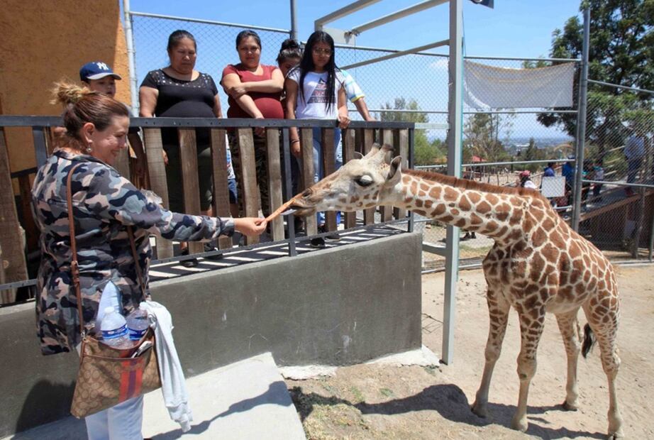 El ejemplar macho de jirafa reticulada estaba por cumplir su sexto aniversario. Era de una especie que puede vivir en cautiverio hasta 35 años. Foto: Especial