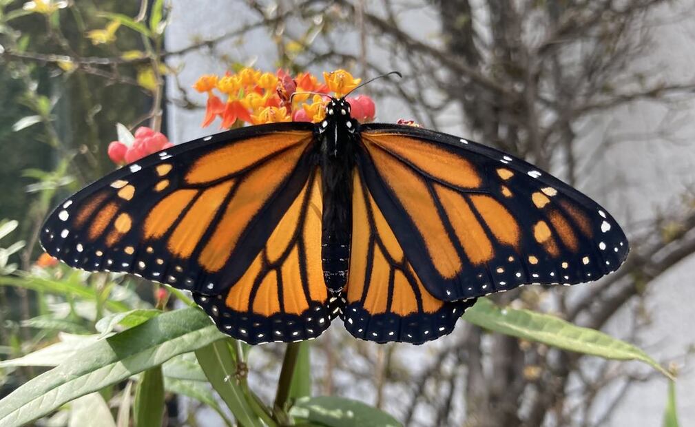 18. Transformación de crisálida a hembra de mariposa monarca. (©Omar Vidal)