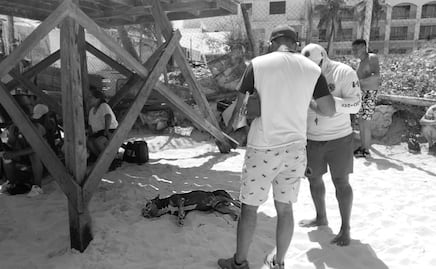 Buscan a responsable de ahogar al perrito "Zeus" en Playa del Carmen