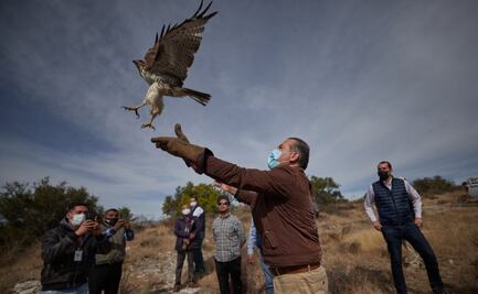 Tras ser rehabilitados en Aguascalientes, animales silvestres regresan a sus hábitat naturales 