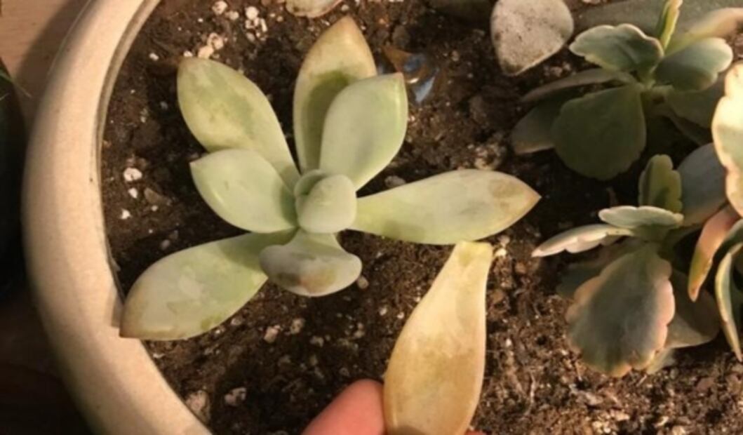 Errores que cometes al cuidar suculentas y podrían matarlas