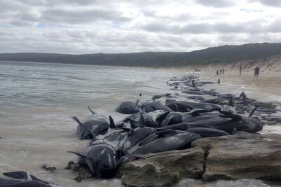 Más de 150 ballenas encallan en playa de Australia; la mayoría ha muerto