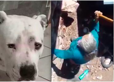 Existe denuncia en contra de abuelita que agredió a su perro a martillazos en Querétaro