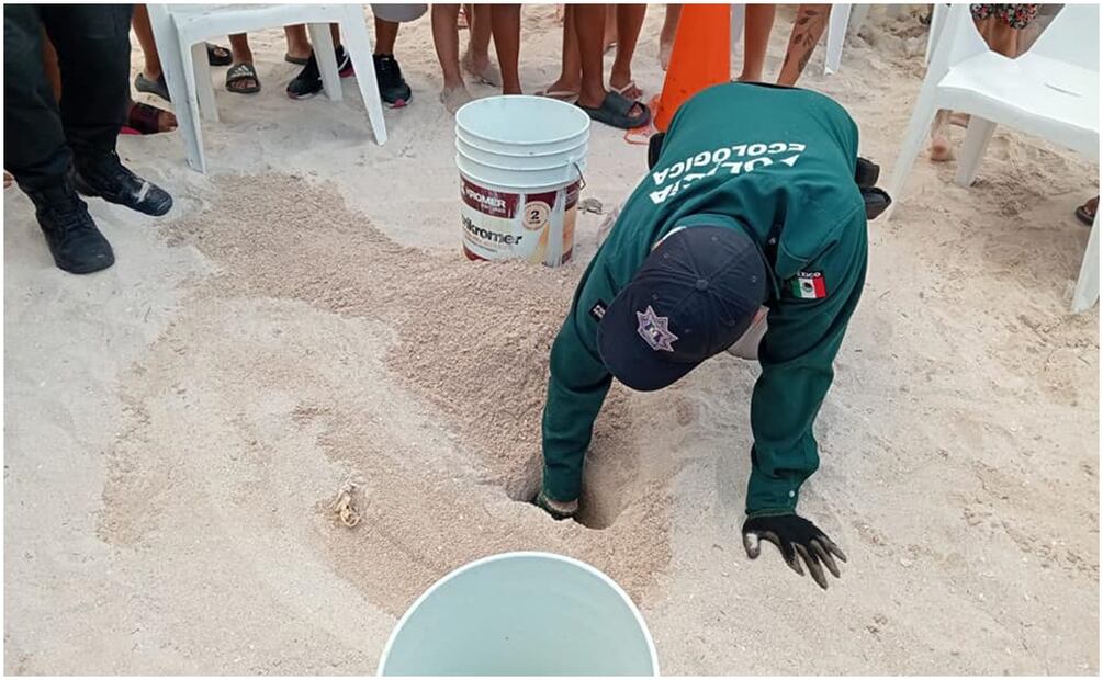 Nacen 30 tortugas en el Malecón de Progreso, Yucatán. Foto: Especial