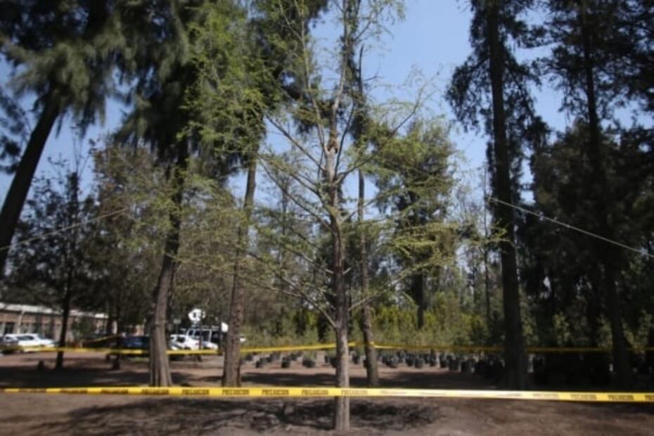 Ahuehuete que estaba sobre Reforma ya está sembrado en Vivero Nezahualcóyotl: Sheinbaum 